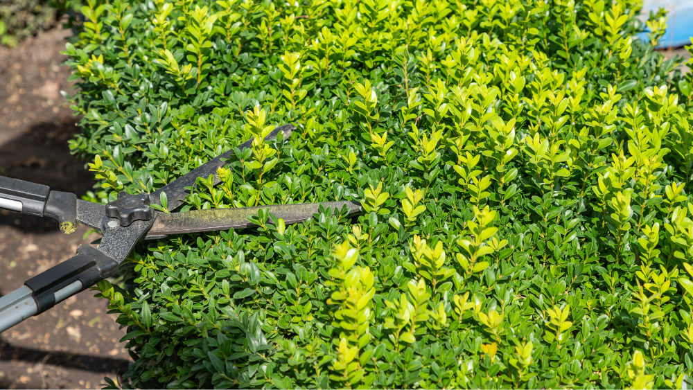 Comment affuter une cisaille de jardin pour une coupe nette